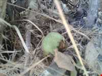 روستای بانقلان و قلعه توت