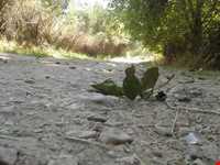 روستای بانقلان و قلعه توت