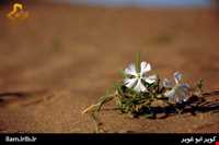 کویر ابوغویر