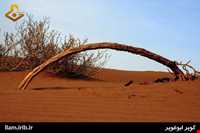 کویر ابوغویر