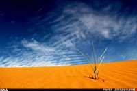 کویر ابوغویر