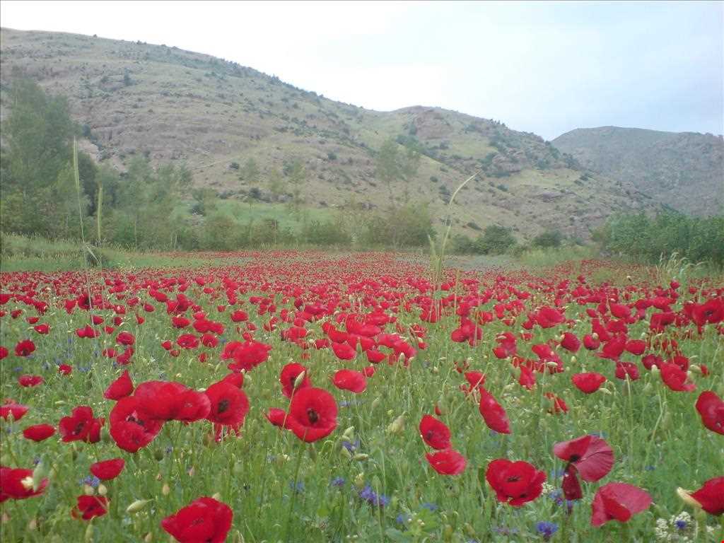 روستای پیرکوه