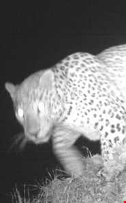 Dinar kooh protected area