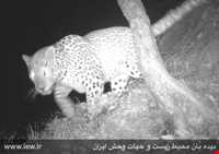 Dinar kooh protected area