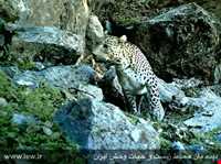 Dinar kooh protected area