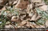 Dinar kooh protected area