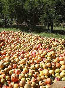 روستای سرخ انبوه