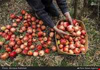 Sorkh anbooh Village