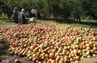 Sorkh anbooh Village