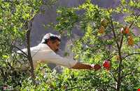 Sorkh anbooh Village