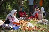 Sorkh anbooh Village