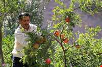 Sorkh anbooh Village