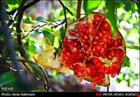 Sorkh anbooh Village