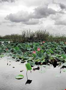 منطقه حفاظت شده سیاه کشیم