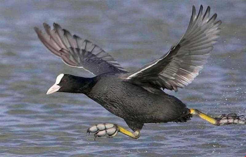 منطقه حفاظت شده سیاه کشیم