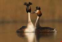 منطقه حفاظت شده سیاه کشیم