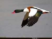 منطقه حفاظت شده سیاه کشیم