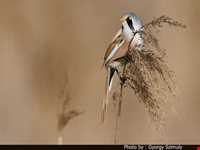 منطقه حفاظت شده سیاه کشیم