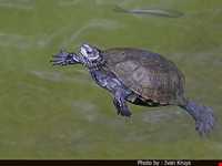 منطقه حفاظت شده سیاه کشیم