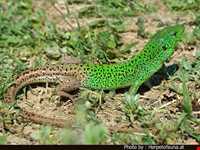 منطقه حفاظت شده سیاه کشیم