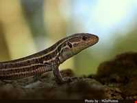 منطقه حفاظت شده سیاه کشیم