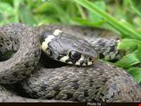 منطقه حفاظت شده سیاه کشیم