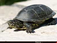 منطقه حفاظت شده سیاه کشیم