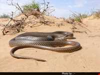 منطقه حفاظت شده سیاه کشیم