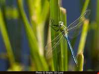 منطقه حفاظت شده سیاه کشیم