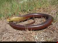 منطقه حفاظت شده سیاه کشیم