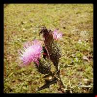 روستای سینه هونی