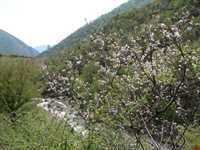 روستای سینه هونی