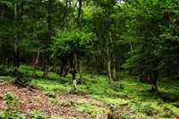 روستای سینه هونی