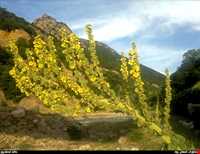 روستای مایستان