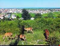 پارک جنگلی سیاهداران