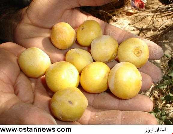 Sweet Paste of Kharak