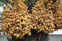 Sweet Paste of Kharak