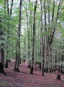 منطقه حفاظت شده سیاهرود