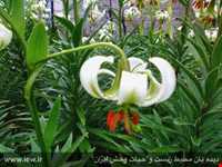 منطقه حفاظت شده سیاهرود