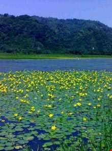 دریاچه کومله