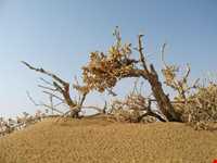 کویر کوه سرخ