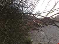 دره بیشه در