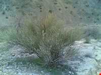 دره بیشه در