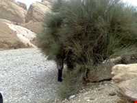 دره بیشه در