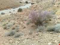 دره بیشه در