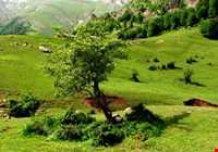 ییلاق کوربار