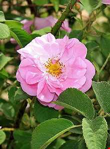 عرقیات گیاهی میمند