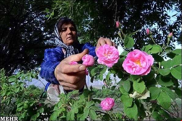 Meymand Extract Plants