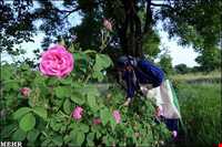 Meymand Extract Plants