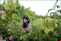 Meymand Extract Plants